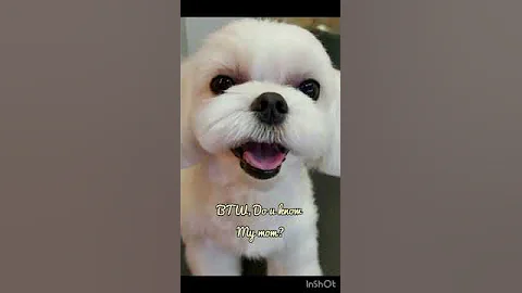 Meeting of Yeontan & Dalgom 💜🖤 #bts #blackpink #vsoo #shorts