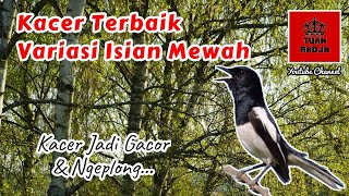 Kacer terbaik variasi isian mewah langsung gacor dan ngeplong