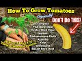 Watch this before growing tomatoes common mistakes explained by world record tomato grower