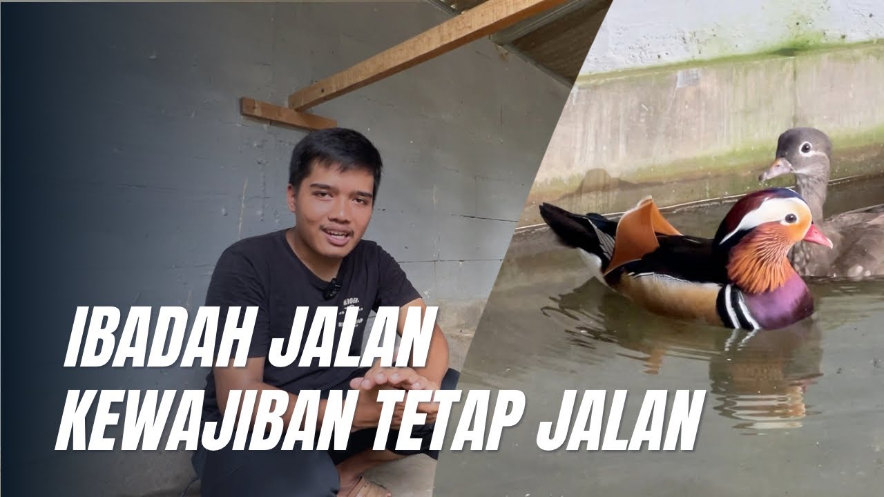 BERKAH RAMADHAN BAGI PETERNAK UNGGAS HIAS 😁 #ayamhias #unggashias