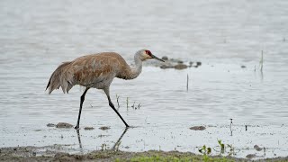 2024-04-27 Sandhill Crane (walking)