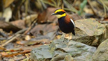 Malayan banded pitta (Hydrornis irena)