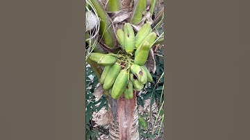 Cây dừa đột biến có một không hai