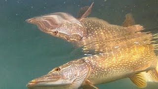 Winter trolling for pike on Lake Maggiore by Humminbird