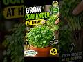 Grow Coriander at Home in 20 Days 🌿 (100% Success!) From Seeds to Harvest in 20 Days! for beginners