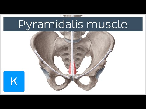 Видео: Искандер булчингаа хөгжүүлдэг