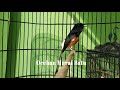 Pancingan Sore Untuk Murai Batu Muda Hutan Dan Lepas Trotol Agar Nyaut Gacor Mp3 - Mp4 Download
