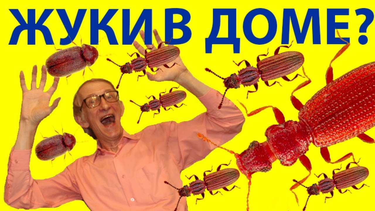 Жучки на машине это