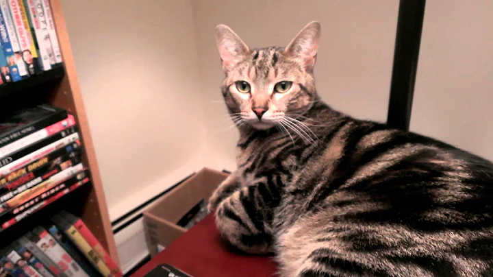 Video 5968091: bengal mix cat, dog bengal cat, bengal playing