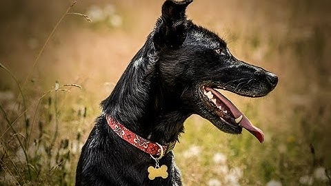 How-To use Content Aware Scaling in Photoshop CS6