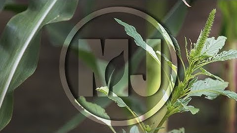 Palmer Amaranth Research - Dr. Aaron Hager - July 20, 2018