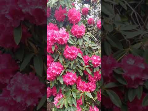 Video: Frost-resistant Rhododendrons: Sab Saum Toj Ntawm Qhov Zoo Tshaj Plaws Ntau Yam