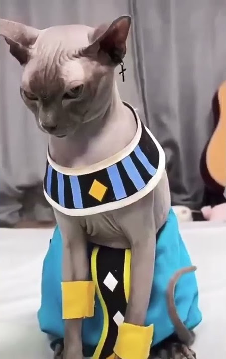 Beerus in real life | #short #anime #dargonball #dbz