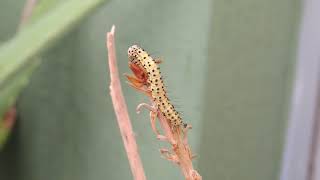 Prickly Caterpillar - Royalty Free Stock Footage