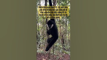 Khoảnh Khắc Ngọt Ngào Giữa Hắc Công Tử Và Bạch Cô Nương Khiến Ai Cũng Tan Chảy #hắccôngtử #monkey