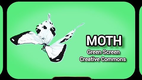 A WHITE MOTH ON A GREEN SCREEN. FOOTAGE ANIMATION OF A MOTH.