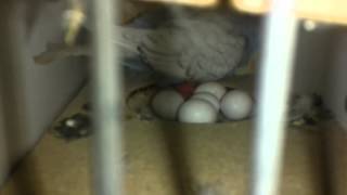 The First Chicks Hached. Im An Aunty