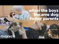 when the boyz became dog foster parents ✧thebabiez✧