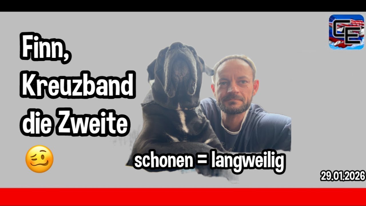 Cane Corso Finn - Langeweile setzt ein - YouTube