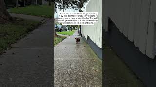 I would argue that a bit over dramatic 😒😒😒 #cutedog #dachshund #dogbreed #doglove #babydog