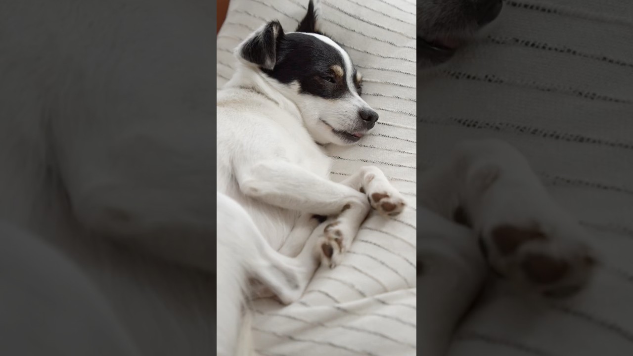 Dogs Sleep Facing You to Monitor Your Breathing All Night. 🌙🐕‍🦺 