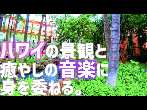 ハワイ旅行 4k 総額50万円 買っちゃいました 年2月最新版 Jal Hawaii ハワイ好き必見 自宅でハワイ気分 ワイキキ観光 ハワイ観光 Youtube