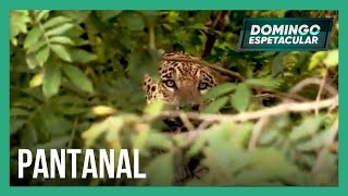 Domingo Espetacular viaja ao extremo do Pantanal para encontrar a onça pintada