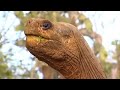 The Loneliest Animal on the Planet | BBC Studios