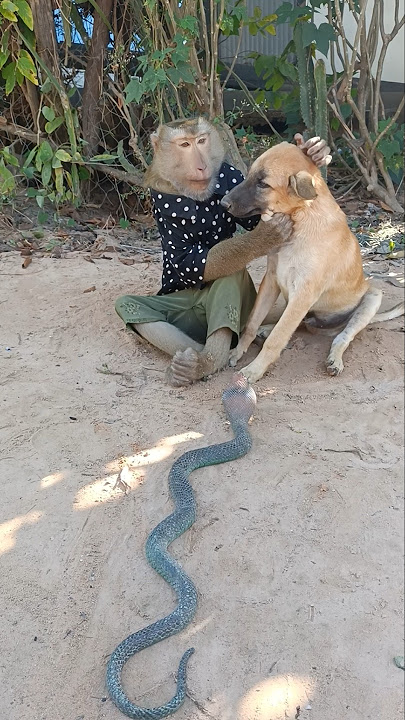 Download lagu Best Video Of SokYaa,OG, To To And Mom Are Famous & Amazing #shorts