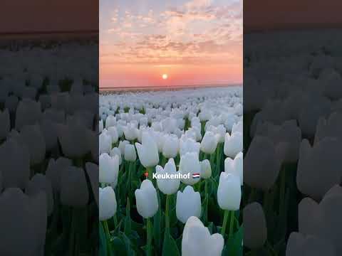 Video: Tulipanenes land - Nederland. Land for tulipaner i Europa