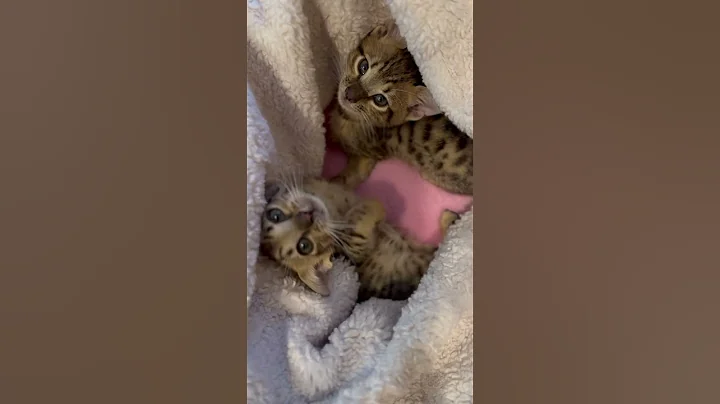 Video 5443641: beautiful savannah kitten