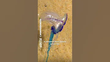 This Mollusk Is Causing Panic In Spain 