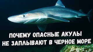 Почему опасные акулы не заплывают в черное море