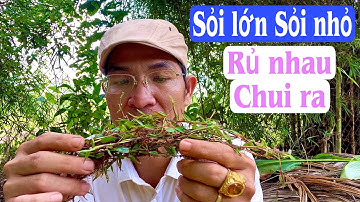 Sỏi lớn Sỏi nhỏ rủ nhau chui ra, trị Sỏi thận. PHAN HẢI Channel