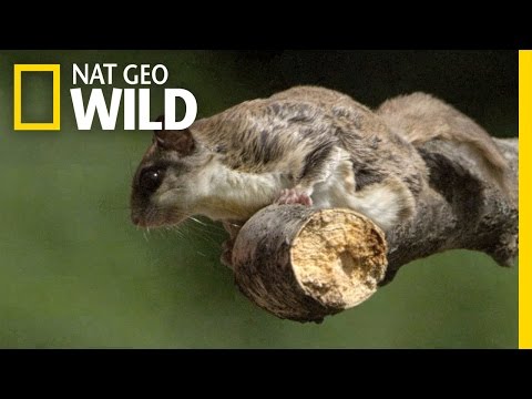 The Cutest Flying Rodent | Super Squirrel