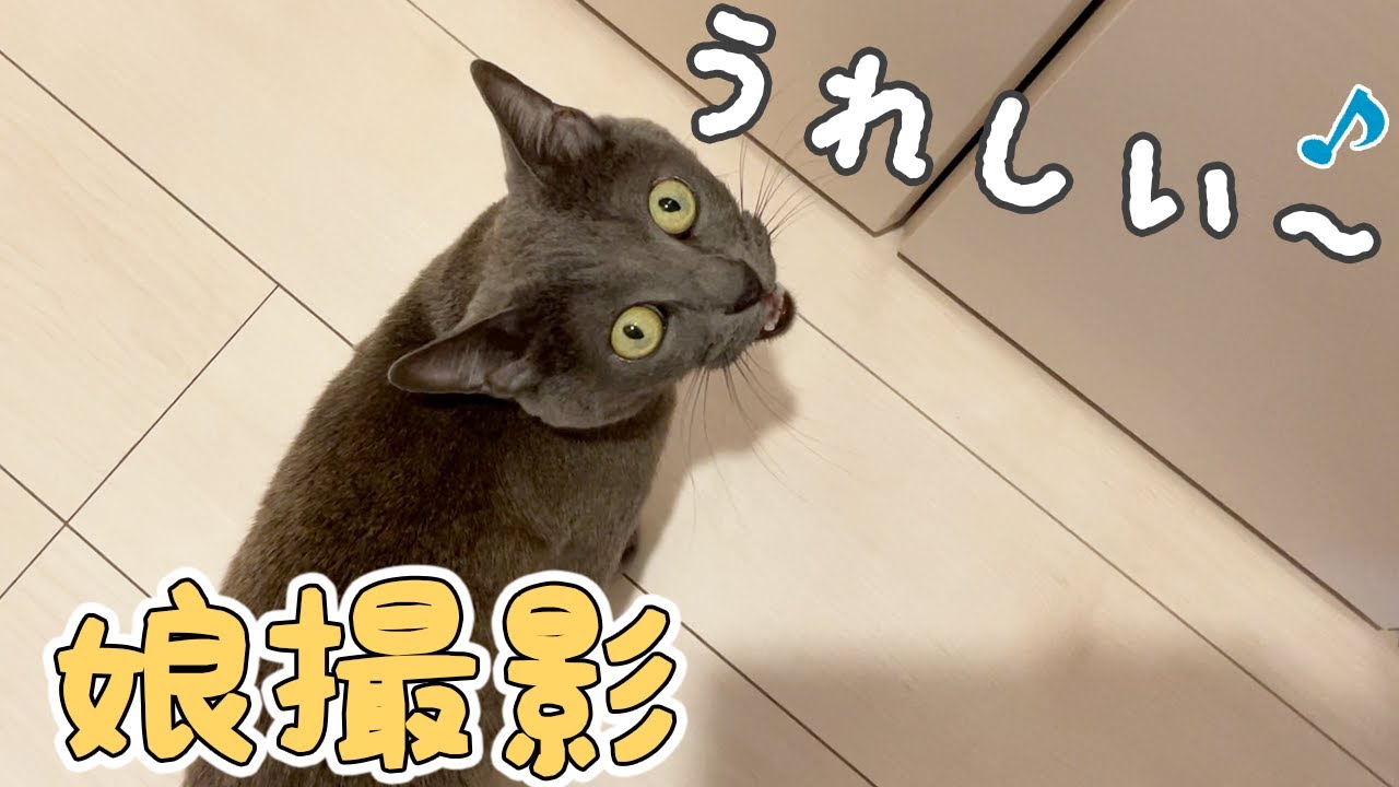 春休み中の娘に甘えるハムちゃんが可愛すぎます…！ - YouTube