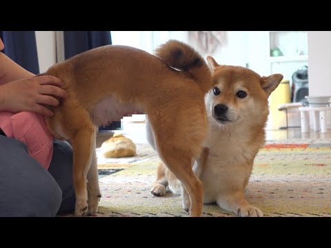 柴犬妹、再び病院へ。その時兄の反応が優しすぎた。