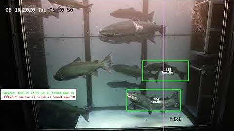 Counting Fish with AI and live streaming