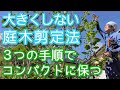 【庭木を大きくしない剪定】コンパクトで花と樹形も楽しめる(2026年9月)🌳🌸