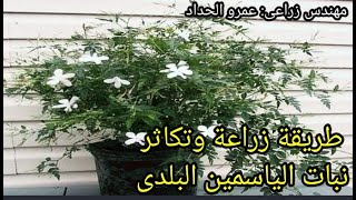 طريقة زراعة وتكاثر نبات الياسمين البلدى..How to grow jasmine plant