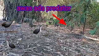 jerat ruak ruak pakai racik gantung dibawah pohon bambu #birdtrap