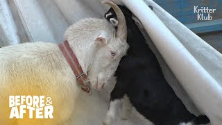 Reason Why Mom Goat Butt Her Kid With Her Horns | Before & After Makeover Ep 34