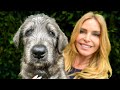 WOLF KILLERS THE IRISH WOLFHOUND PUPPY DOG Dangerous WOLF KILLERS THE IRISH WOLFHOUND PUPPY DOG Dangerous