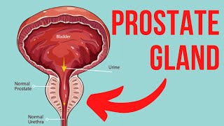 WHAT IS THE PROSTATE GLAND? - KEY INFORMATION