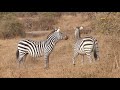 Male zebras fighting || Amboseli National Park || Wild Extracts