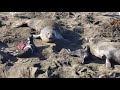 Elephant Seal Birth at Piedras Blancas (12-31-2020)