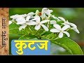 Kutaj Kay Fayday Or Upyog Ayurved Shala Kutaj Kay Fayday Or Upyog Ayurved Shala