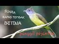 Download Lagu SUARA KAPAS TEMBAK BETINA PANGGIL JANTAN