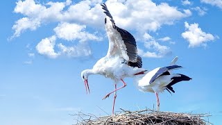 10 Most Amazing Nests Built By Birds In The World by TOP 10 424 views 6 months ago 9 minutes, 36 seconds
