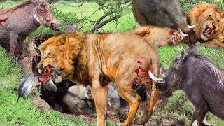Fierce Fight _ Poor Lion Becomes Victim Of Warthog When It Deliberately Sets Foot In Its Territory